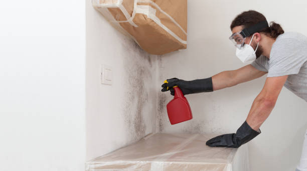 Professional Attic Mold Remediation technician working in Douglas, MI