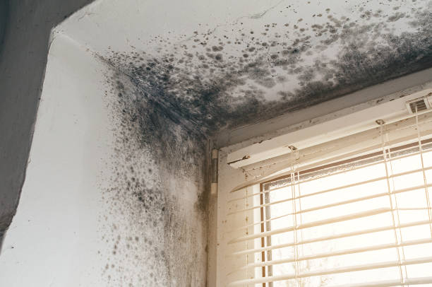 Affordable Attic Mold Remediation solutions in Douglas, MI