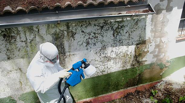 Top rated local Attic Mold Remediation specialists in Douglas, MI